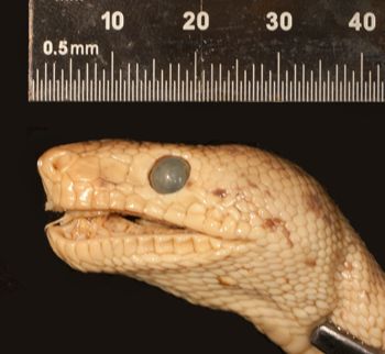 Media type: image;   Herpetology R-7791